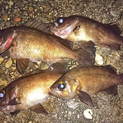 メバリングシーズンですよ